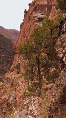 Kırgızistan 'daki dik, kayalık bir dağ kayalığı. Kenarına yapışmış bir Archa ağacı. Etrafı seyrek bitki örtüsü ve açık bir gökyüzünün altındaki uzak tepelerle çevrili..
