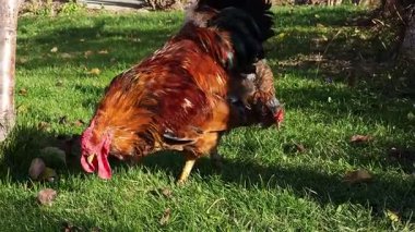 Kahverengi otla beslenen horozlu horoz, düşük açılı güneş ışığı altında çimlerde otluyor.