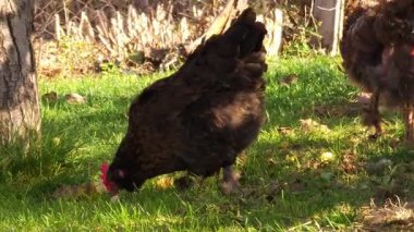 Kahverengi otla beslenen tavuklar düşük açılı güneş ışığı altında çimlerde otluyorlar.