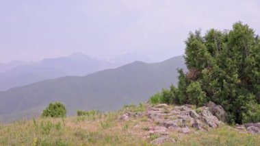 Kırgızistan, Chunkurchak Vadisi 'ndeki bulutlu yaz gününde çimenli tepenin tepesindeki ardıç ağacı.