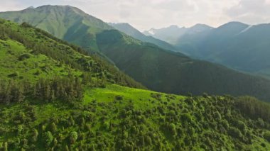 Kırgızistan 'daki dağlık yamaçta yeşil çam ormanı, insansız hava aracı manzaralı. Chunkurchak Boğazı. Ark kamera hareketi.