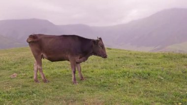 Kırgızistan 'da yağmurlu bir günde, buzağılı inek sisli dağların önündeki yeşil tepelerde otluyor.
