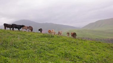 Kırgızistan 'daki yeşil tepenin tepesinde yağmurlu yaz gününde otlayan bir grup otlak ineği var.