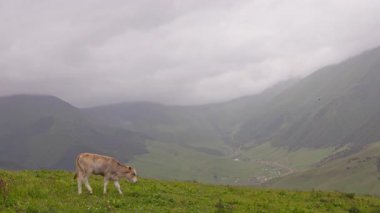 Kırgızistan 'da yağmurlu bir günde, sisli dağların önündeki yeşil tepelerde buzağı otluyor.
