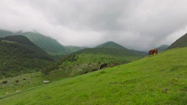 Kırgızistan 'da yağmurlu bir yaz gününde bir grup at yeşil dağ otlaklarında otluyor.