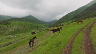 Kırgızistan 'da yağmurlu bir yaz gününde toprak yolun yakınındaki yeşil dağ otlaklarında otlayan bir grup at görülüyor.