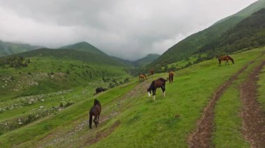 Kırgızistan 'da yağmurlu bir yaz gününde toprak yolun yakınındaki yeşil dağ otlaklarında otlayan bir grup at görülüyor.