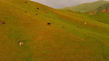 Serbest otla beslenen inekler kırgızistan 'da yaz günbatımında yeşil dağ otlaklarında otluyorlar.