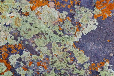 Vibrant lichen in various colors spreads across a rugged rock surface. Natural textures create a beautiful pattern during the daytime, showcasing the diversity of this organisms.