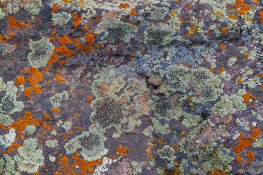 Vibrant lichen of various colors and types blankets rugged rock surface in outdoor setting.