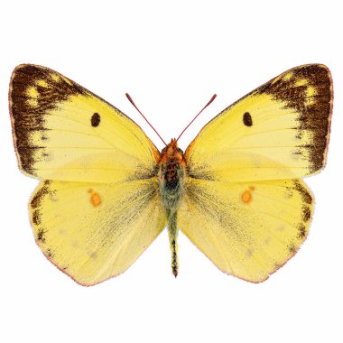 Pale clouded yellow butterfly, Colias hyale on white