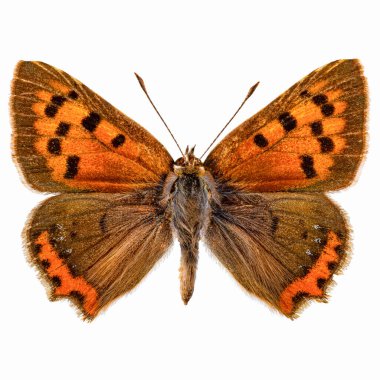 Lycaena phlaeas, küçük bakır, Amerikan bakırı ya da sıradan bakır kelebeği. 