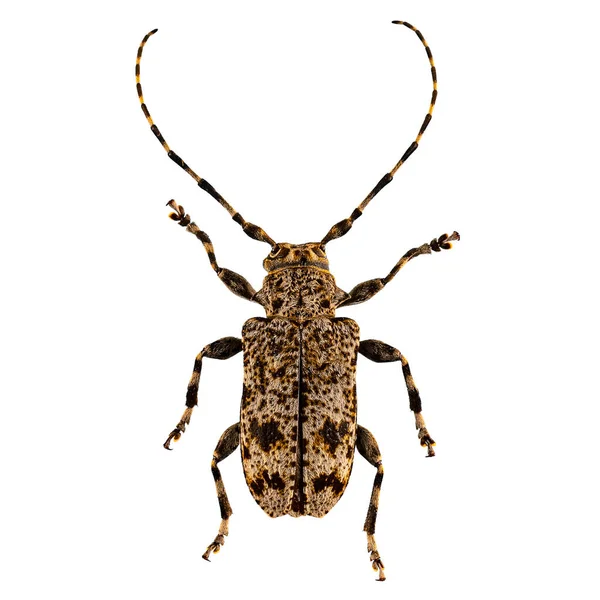 Aegomorphus Clavipes Flat Faced Longhorned Beetle White Background — Stock Photo, Image