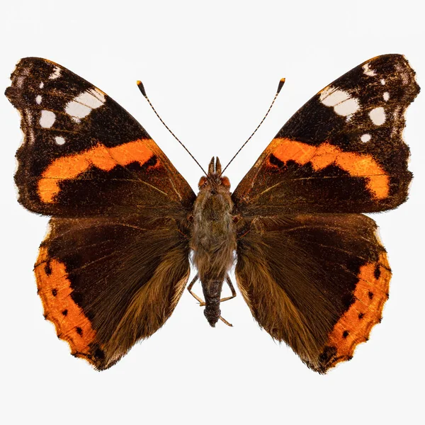 Vanessa Atalanta Red Admiral Red Admirable Butterfly Stock Photo