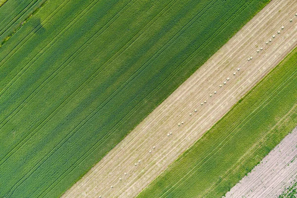 Young Wheat Seedlings Growing Field Aerial View — Stock Photo, Image