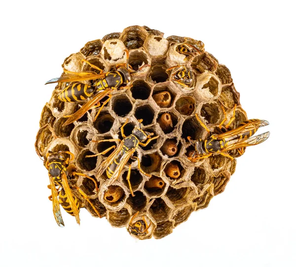 Wespennest Mit Wespen Nest Einer Wespenfamilie — Stockfoto