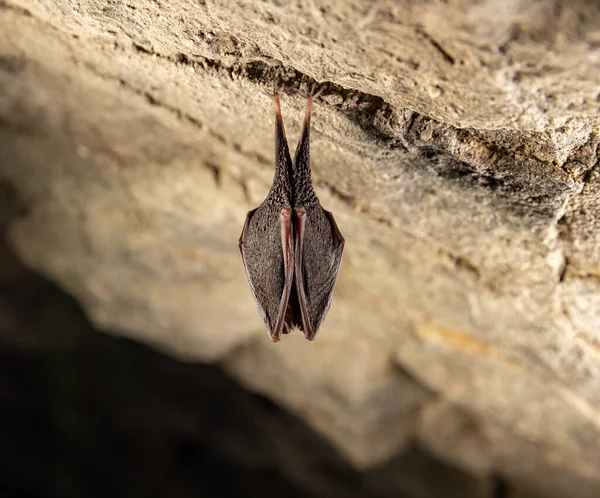 蝙蝠在洞穴里冬眠蝙蝠在洞穴里挂在墙上 — 图库照片