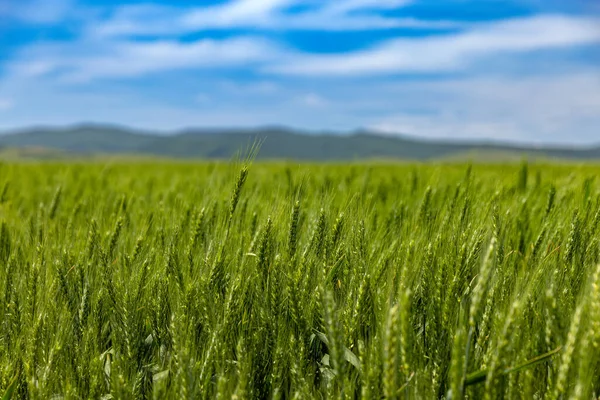 Field of the green oat. Field with growing oats