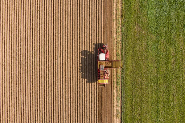 農家はドローンでジャガイモトップビュー航空写真を収穫 — ストック写真