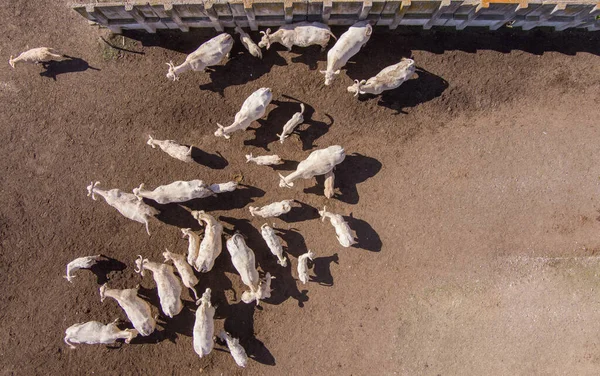 Widok Lotu Ptaka Stado Krów Byków Okresie Suszy Pyłu — Zdjęcie stockowe