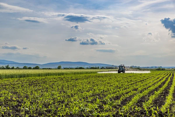 Трактор Обприскування Пестицидів Кукурудзяному Полі Розпилювачем Навесні — стокове фото