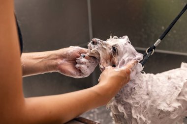Bichon köpeği kesim için şampuanla banyo yapıyor. Bakım salonu konsepti