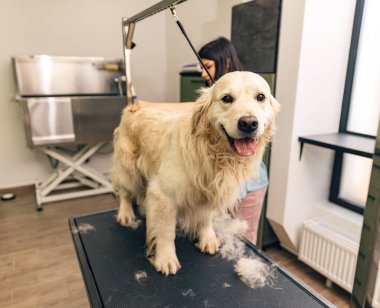 Uzman bir kuaförde köpek bakımı..