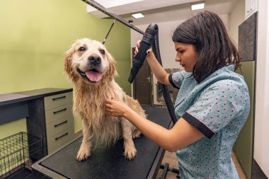 Kuaförde saç kurutma makinesiyle beslenen sevimli bir köpek.