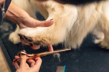 Bakımcı, profesyonel makasla bir köpek kılı buduyor.