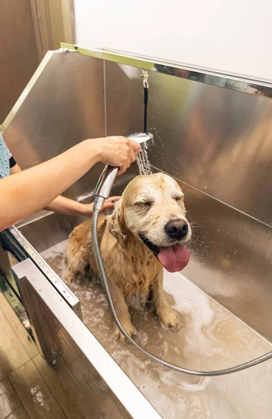 Mandi Busa Santai Untuk Anjing Golden Retriever Grooming Konsep Salon — Stok Foto