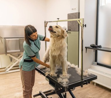 Golden Retriever kürk bakımını köpek bakım salonunda alan kadın.