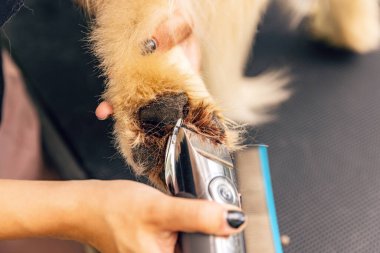 Köpek bakımı servisi. Köpek patisinden kürk kesen tımarcı. 
