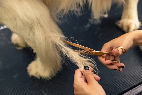 Professzionális Ápoló Vágott Szőrme Ollóval Grooming Dog Koncepció Jogdíjmentes Stock Fotók