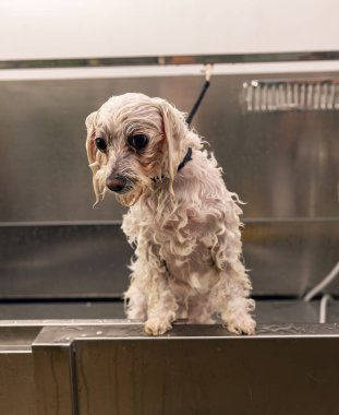 Bichon evcil hayvan kuaföründe banyo yapıyor.