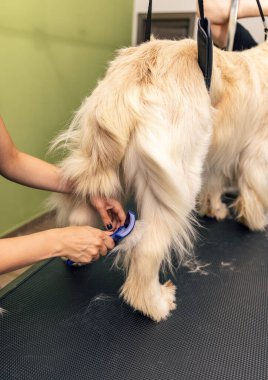 Kadınlar, Golden Retriever 'ı sağlıklı ve parlak bir palto için kuaförde fırçaladı.
