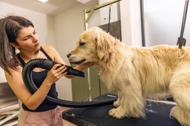 Köpek bakımı konsepti. Kuaförde saç kurutma makinesi kullanan bir tımarcı.