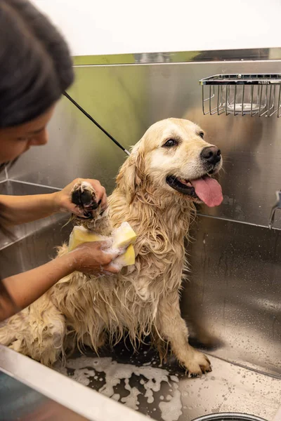 Ontspannend Badschuim Voor Een Golden Retriever Hond Verzorgingssalon Concept — Stockfoto