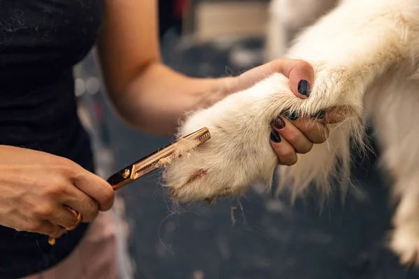 グルーミングサロンでハサミでゴールデンレトリーバーの毛皮を切断するプロのグロマー — ストック写真