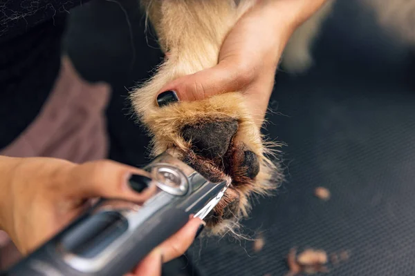 Жінка Знімає Волосся Подушечок Собак Концепція Підростаючої Собаки Стокова Картинка