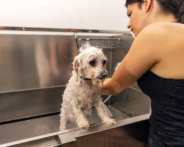 Επαγγελματικό Groomer Πλένετε Προσεκτικά Σκυλί Στο Μπάνιο Πριν Από Διαδικασία — Φωτογραφία Αρχείου