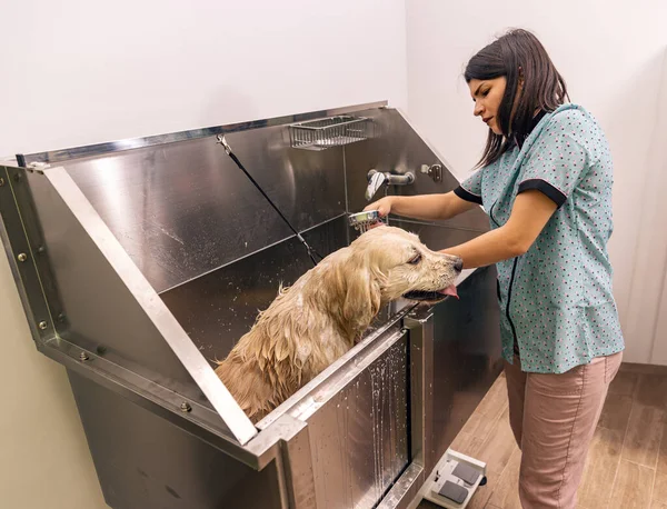 stock image Golden Retriever dog take a bath in grooming salon