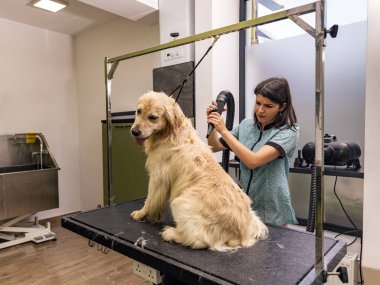 Sakin ol Golden Retriever tımar prosedüründe