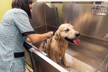 Profesyonel tımarcı köpeği yıkıyor. Şirin Golden Retriever köpeği bakım stüdyosunda..