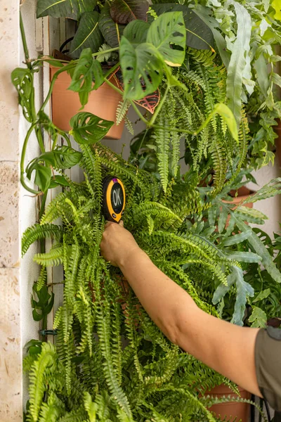 Prüfung Des Feuchtigkeitsgehalts Des Bodens Zimmerpflanzen Grüne Wand Balkon — Stockfoto