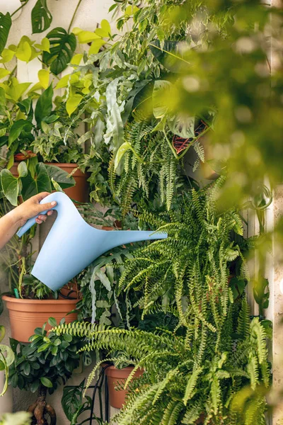 Mulher Despeje Água Vaso Flores Com Planta Sala Interior — Fotografia de Stock