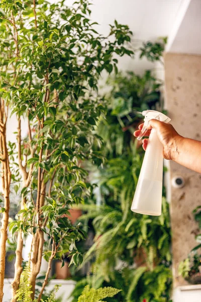 水でスプレーしながら植物の世話をする女性の手 — ストック写真