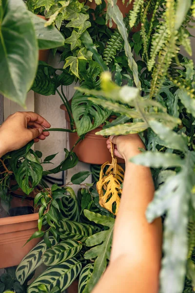 Home Gardening Konzept Frauenhand Kümmert Sich Zimmerpflanze — Stockfoto