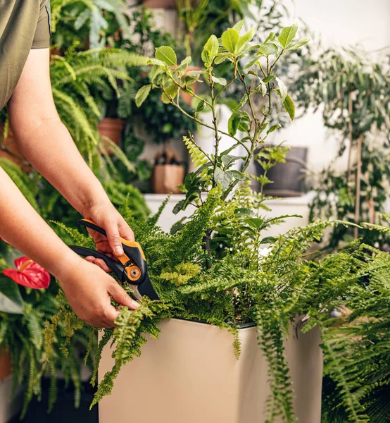 妇女园艺师在家中照料植物的情况 — 图库照片