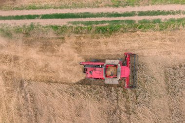 Hava aracı görüntüsü, buğday tarlasında çalışan hasatçıları birleştirin 
