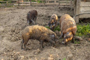 Kıvırcık ceketli yünlü domuz Mangalica
